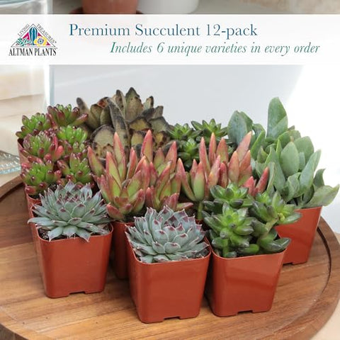 Six unique varieties in two pots from Altman Plants offer instant color.