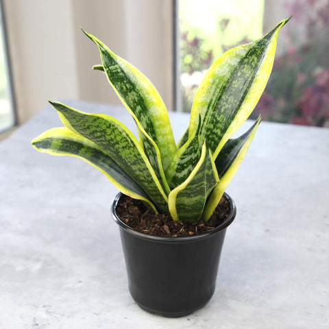 Altman Plants snake-plant for bedrooms or offices adds soft greenery.