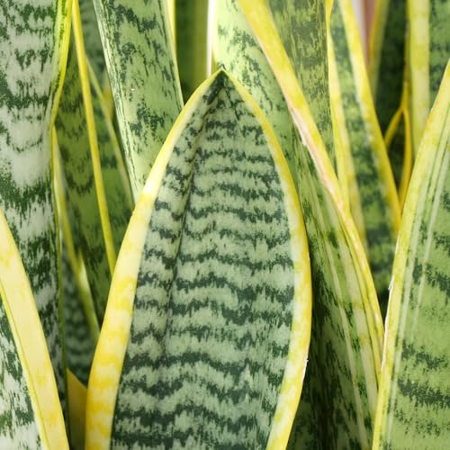Altman Plants snake plant compact upright leaves create a tidy focal point.