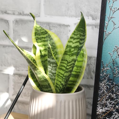 Altman Plants snake plant variegated edge with gold margins offers modern flair.