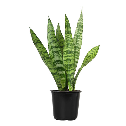 Altman Plants snake plant Zeylanica close-up highlights vertical, hardy leaves.