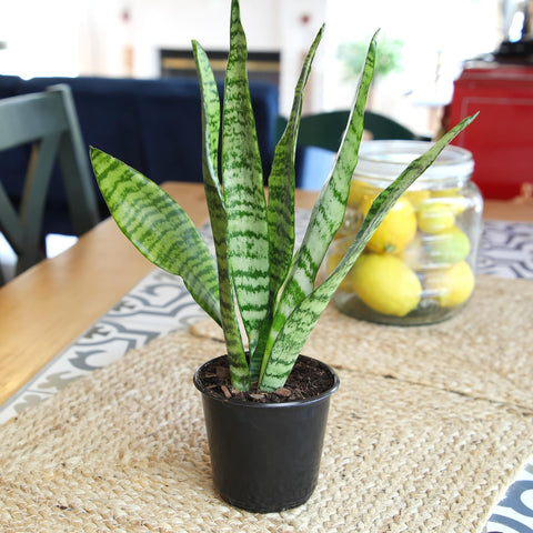 Altman Plants snake plant Zeylanica showcases drought-tolerant foliage in calm interiors.