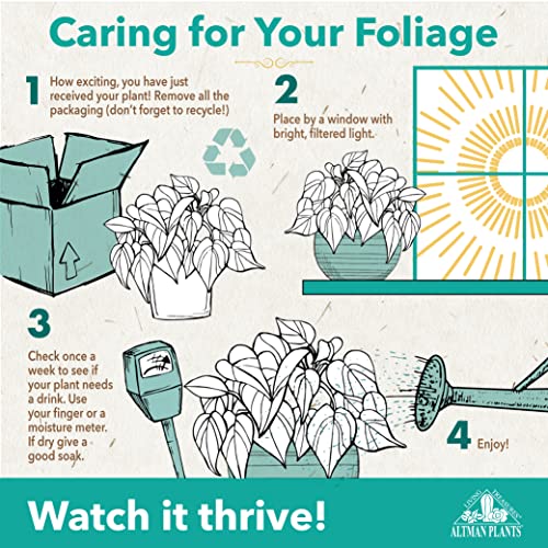 Altman Plants snake plant Zeylanica fully rooted in a compact 4-inch pot, ready to display.
