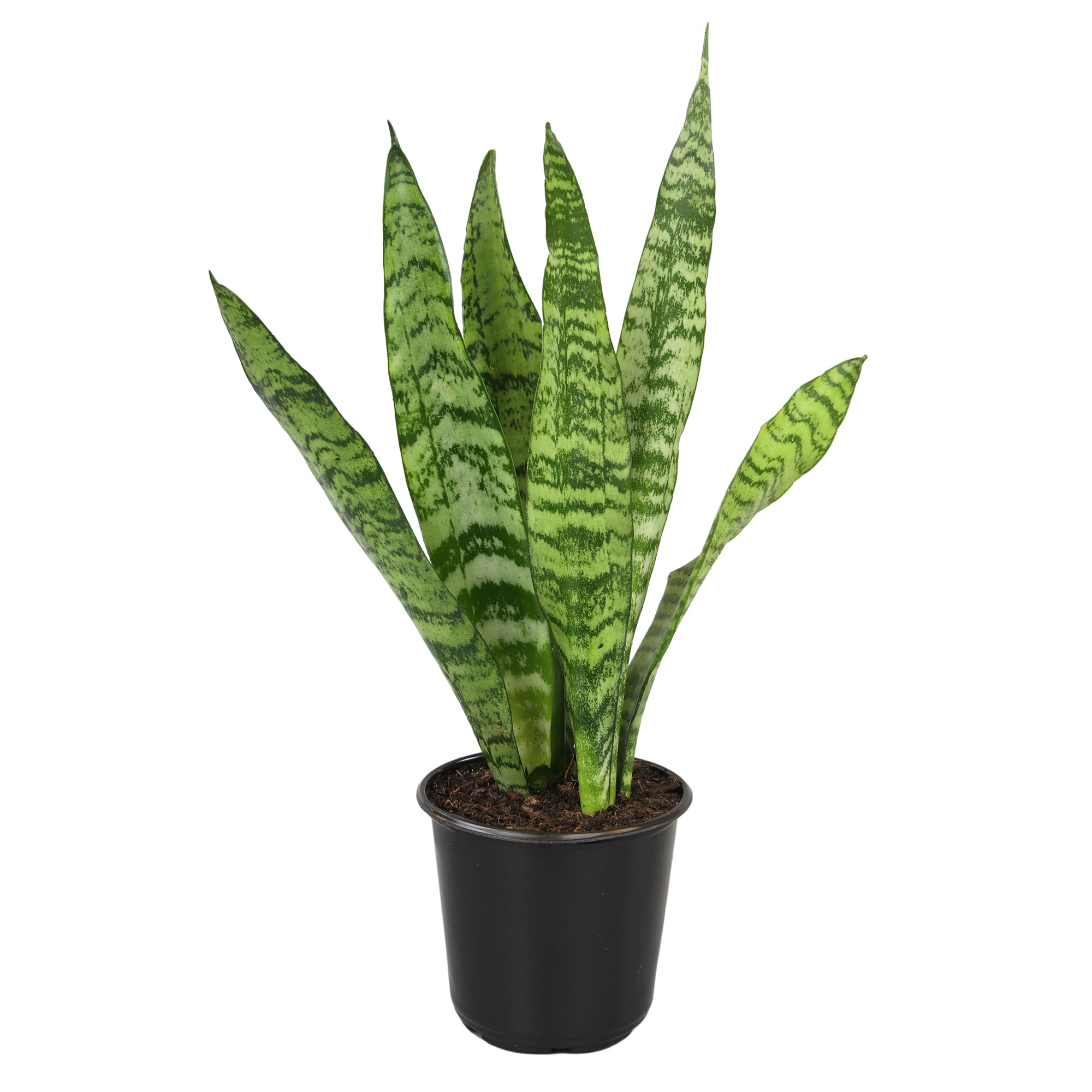 Altman Plants snake plant Zeylanica with striped leaves adds a low-maintenance decor upgrade.