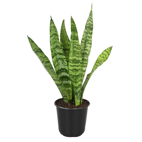 Altman Plants snake plant Zeylanica with striped leaves adds a low-maintenance decor upgrade.