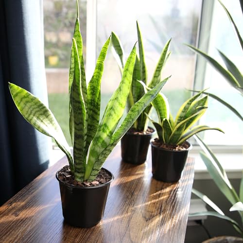 Altman Plants snake plant Zeylanica thrives in a low-light setup for cozy spaces.
