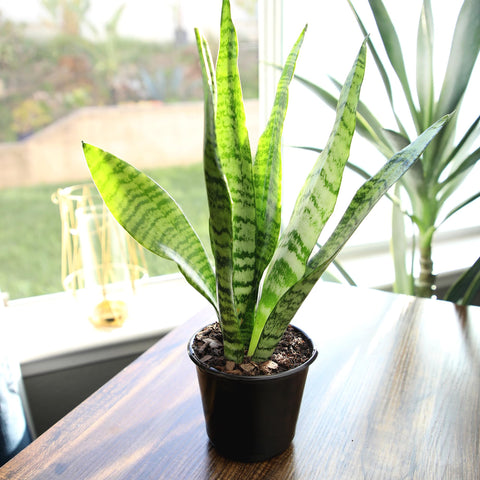 Altman Plants snake plant Zeylanica ideal for office or bedroom setups with style.