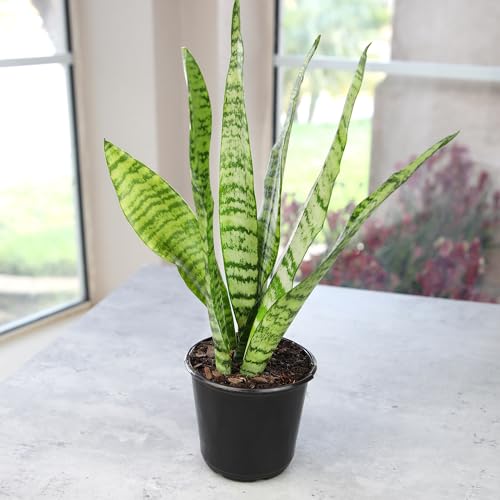 Altman Plants snake plant Zeylanica tall sword leaves create a modern desk focal point.