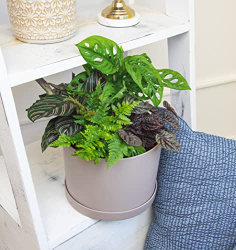 Altman Plants snake plant for resilient, low-maintenance indoor greenery.