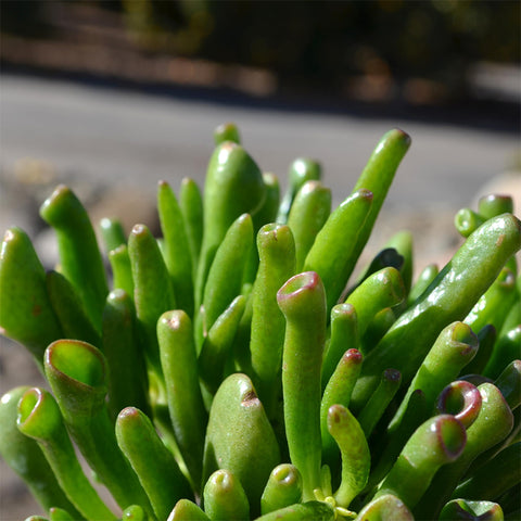 Altman Plants succulent bowl DIY adds a personal decor touch.