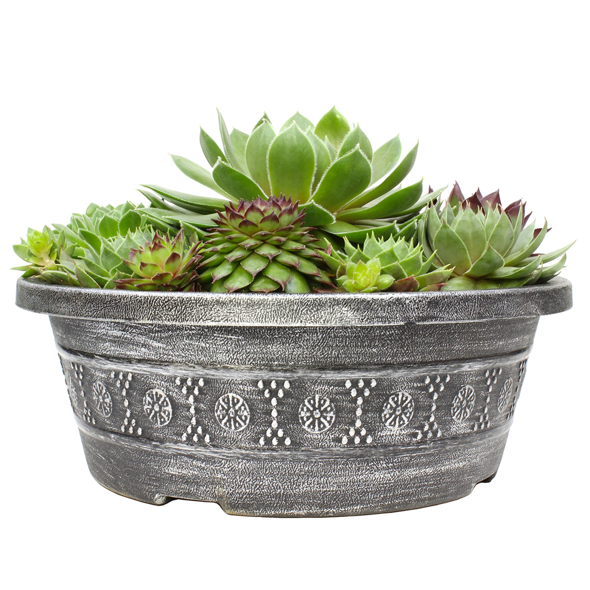 Altman Plants succulent garden bowl ready to brighten spaces and spark plant curiosity