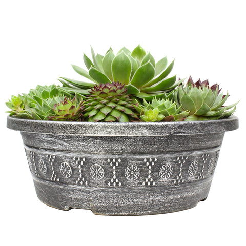 Altman Plants succulent garden bowl ready to brighten spaces and spark plant curiosity