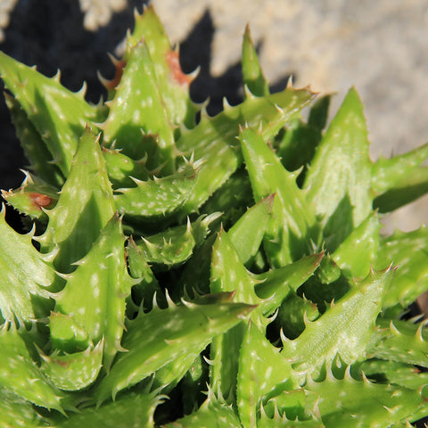 Altman Plants succulent wedding favors ideal for events and DIY gifts.