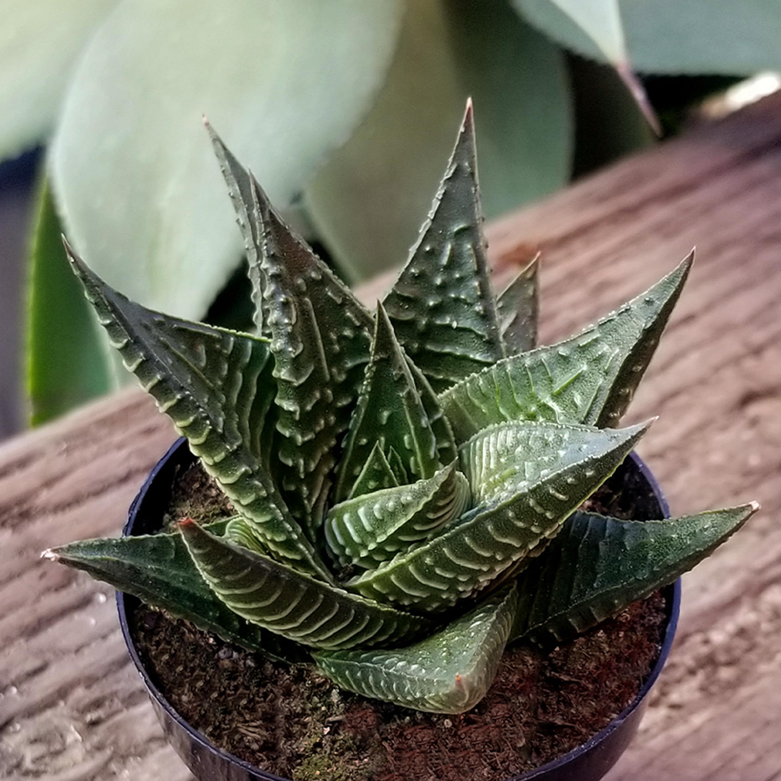 Altman Plants sun-loving succulents show vibrant color in sunny spots.