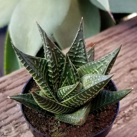 Altman Plants sun-loving succulents show vibrant color in sunny spots.