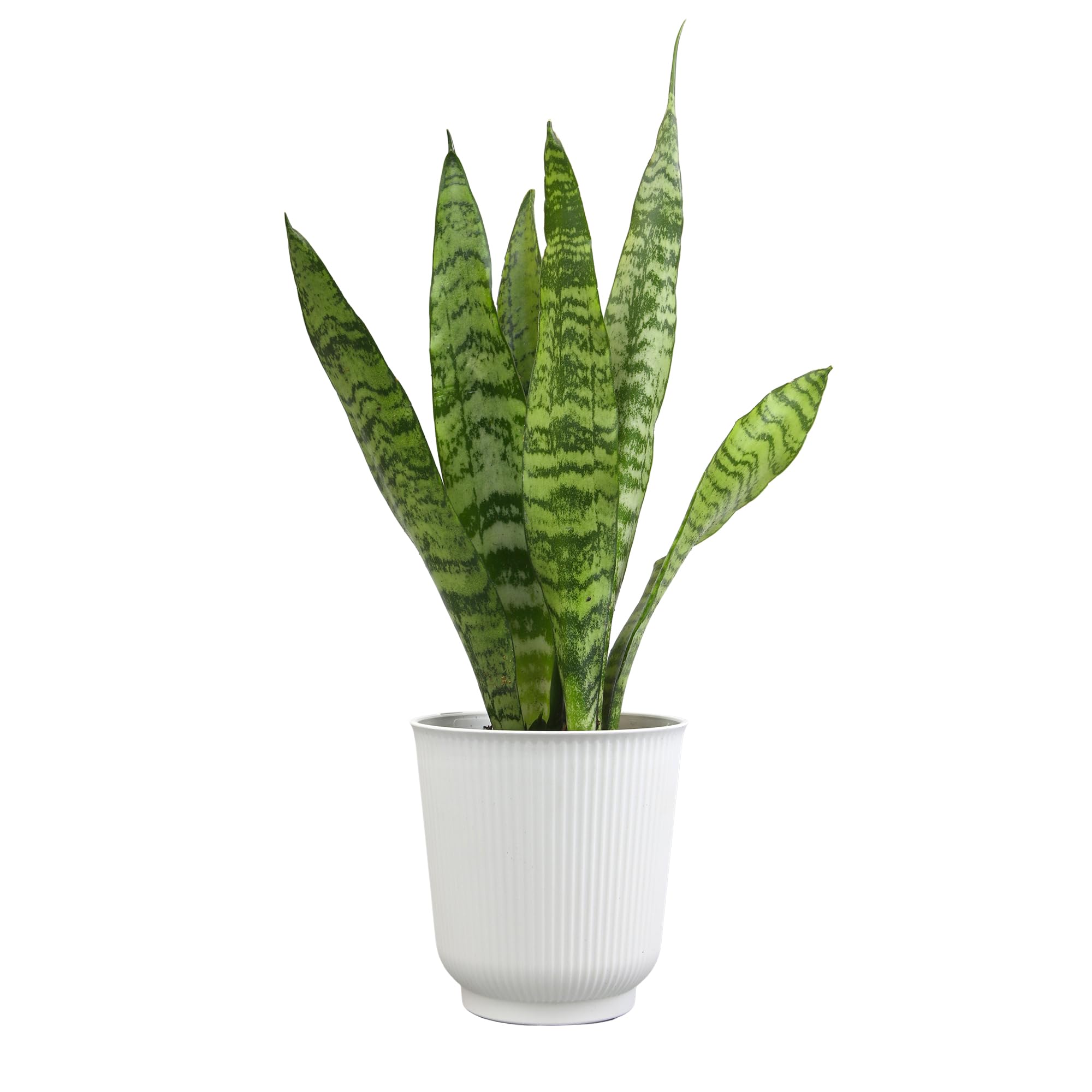 Altman Plants variegated snake plant in white planter—easy-care desk décor that stays vibrant.