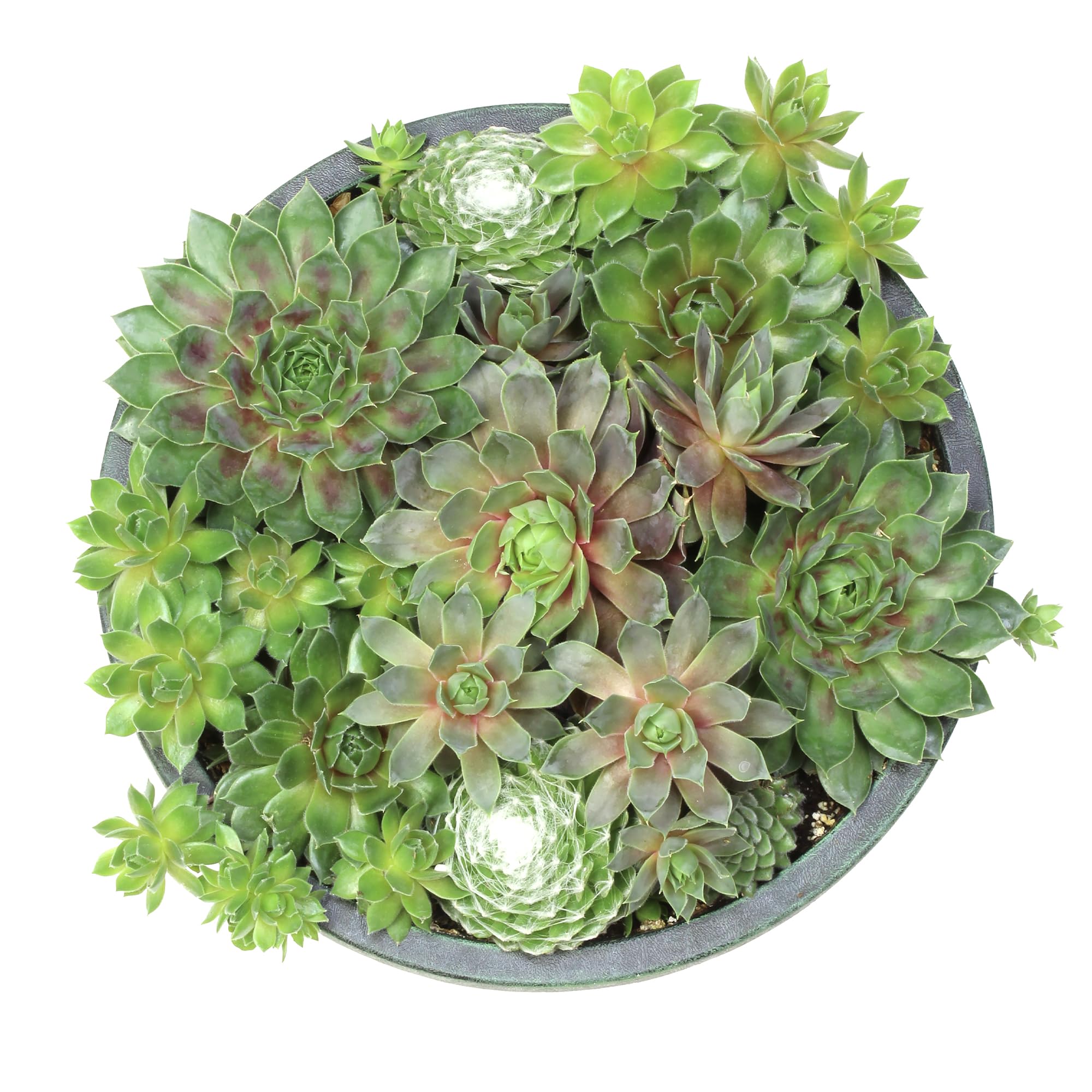 Altman Plants displayed on a windowsill or desk brings natural charm with little effort