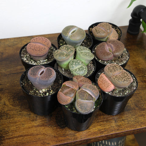Bright-light care shot shows lithops thriving under sunlit conditions