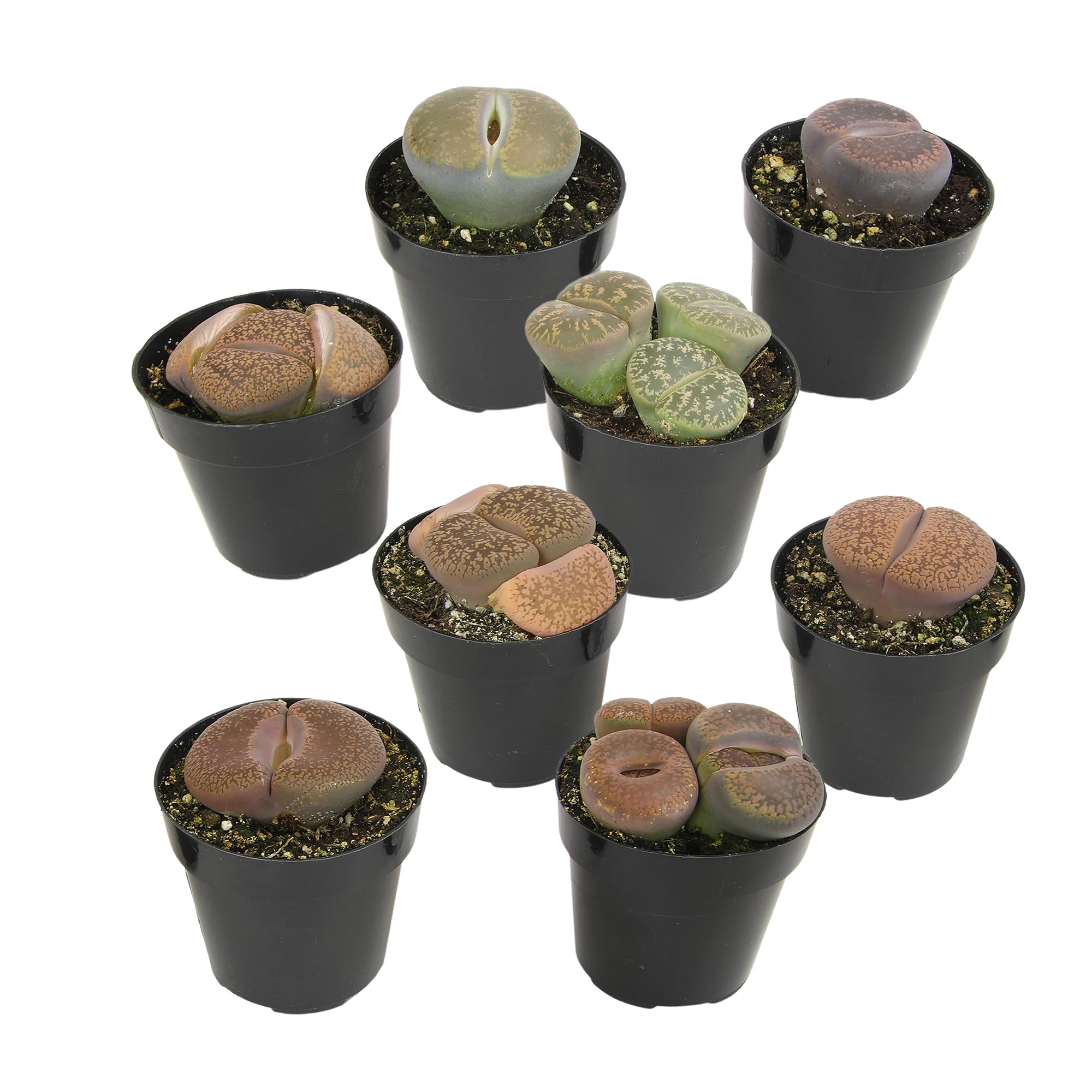 Altman Plants XL Living Stones lithops closeup showing windowed leaves for a conversation-worthy display