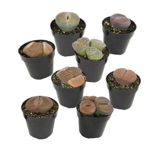 Altman Plants XL Living Stones lithops closeup showing windowed leaves for a conversation-worthy display