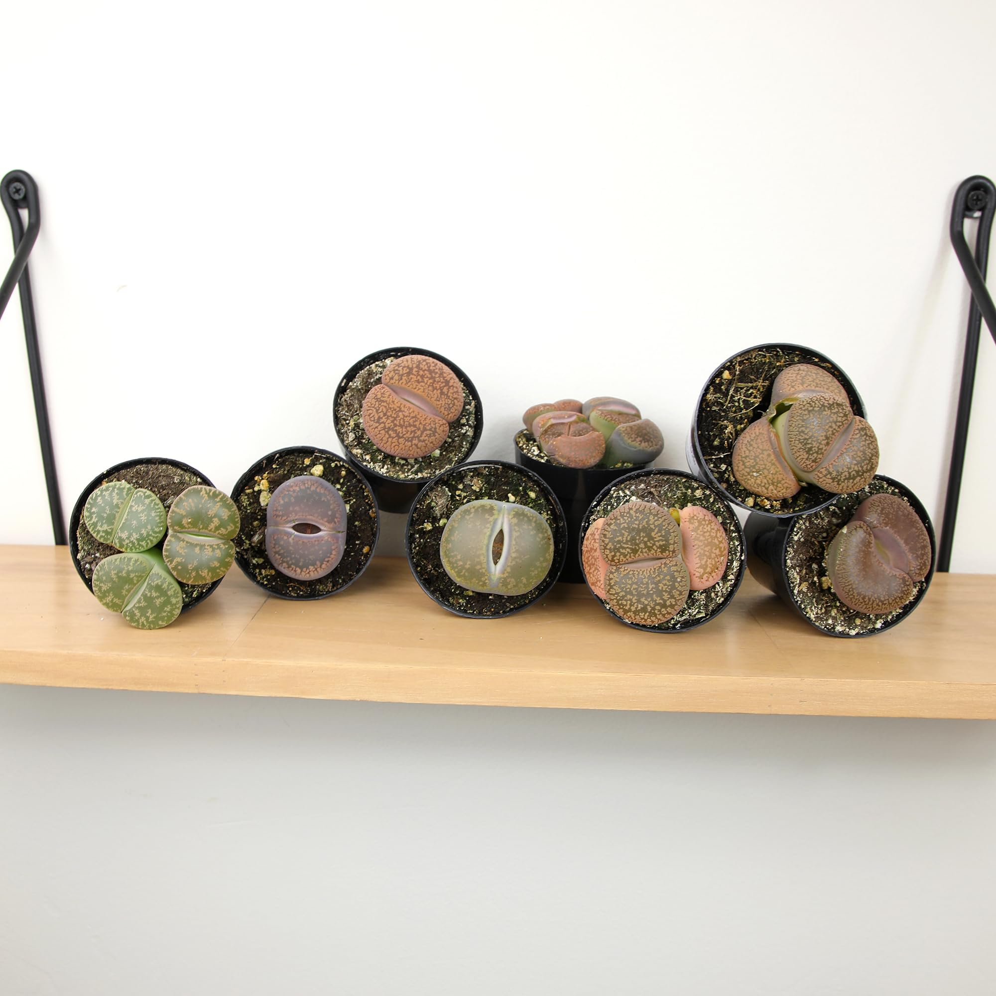 Desk-nook display of lithops from Altman Plants adds a modern accent
