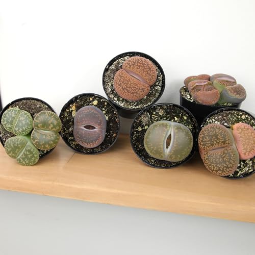 Lithops in 2.5 inch pots compact desks and shelves by Altman Plants