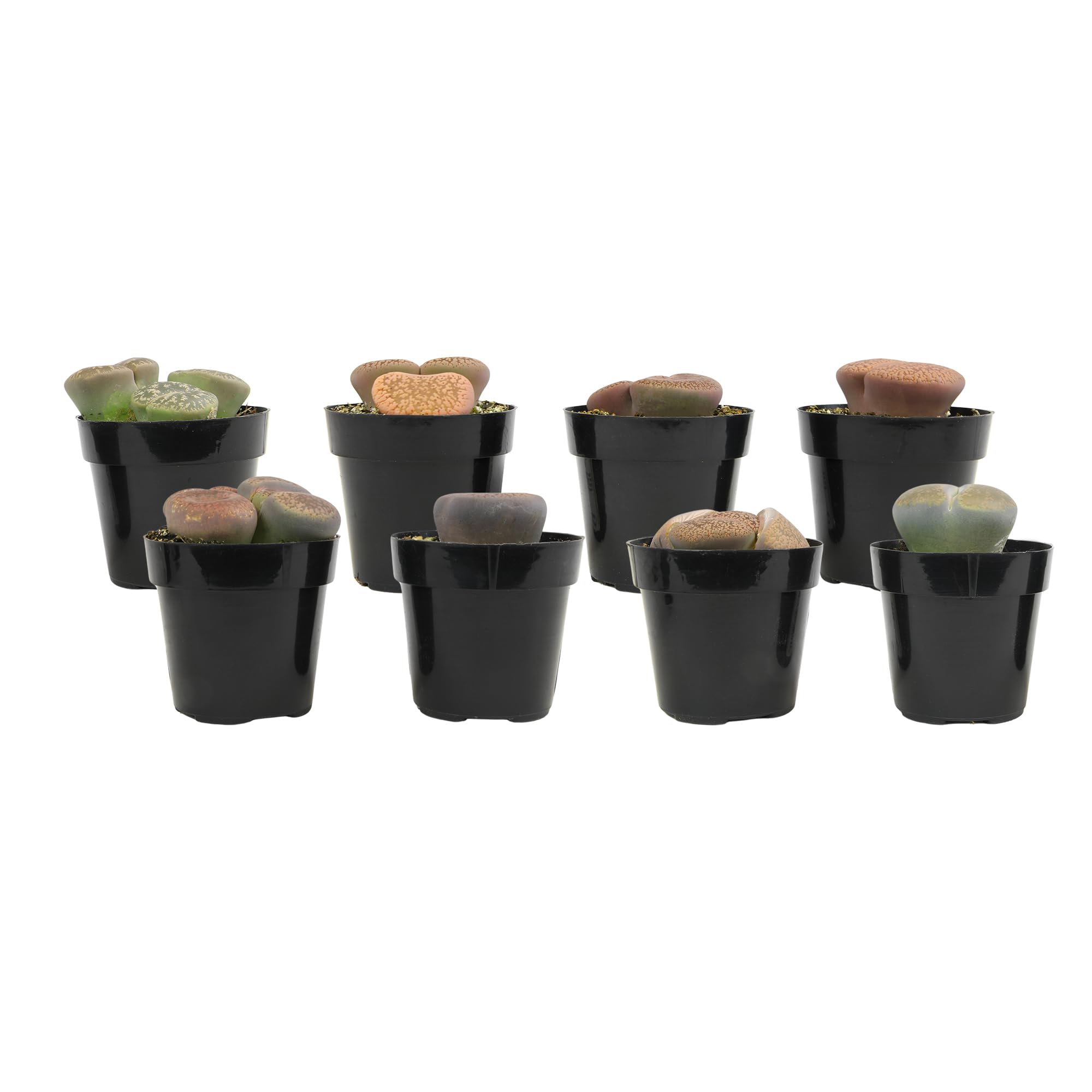 Water-dry check setup demonstrates simple Lithops care routine
