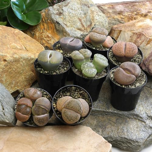 Lithops on a sunny window display from Altman Plants emphasizing unique patterns