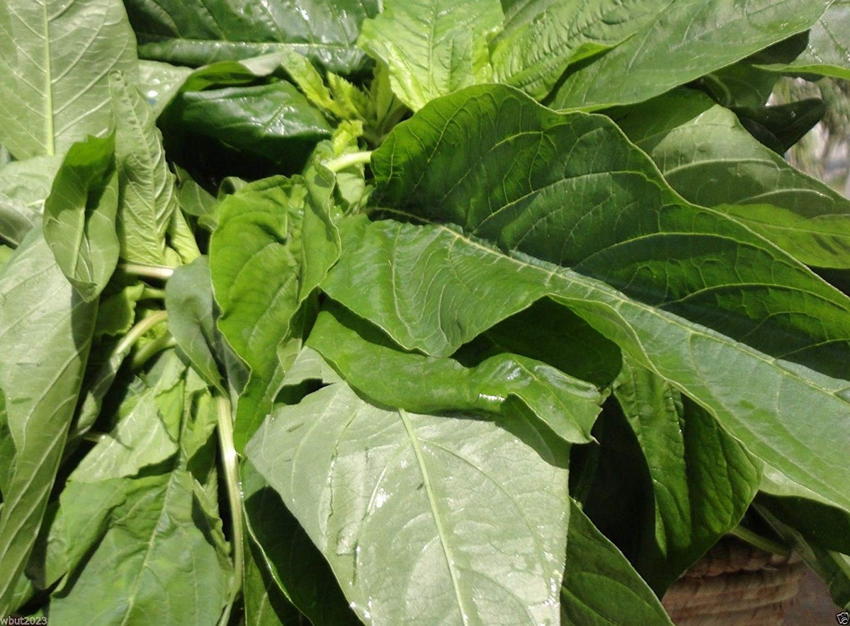 Amaranth Callaloo seeds in a seed-pack shot, ideal for home gardens and warm-climate growing