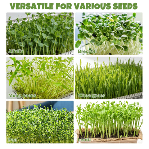 Optimized drainage and airflow support natural sprouting success.