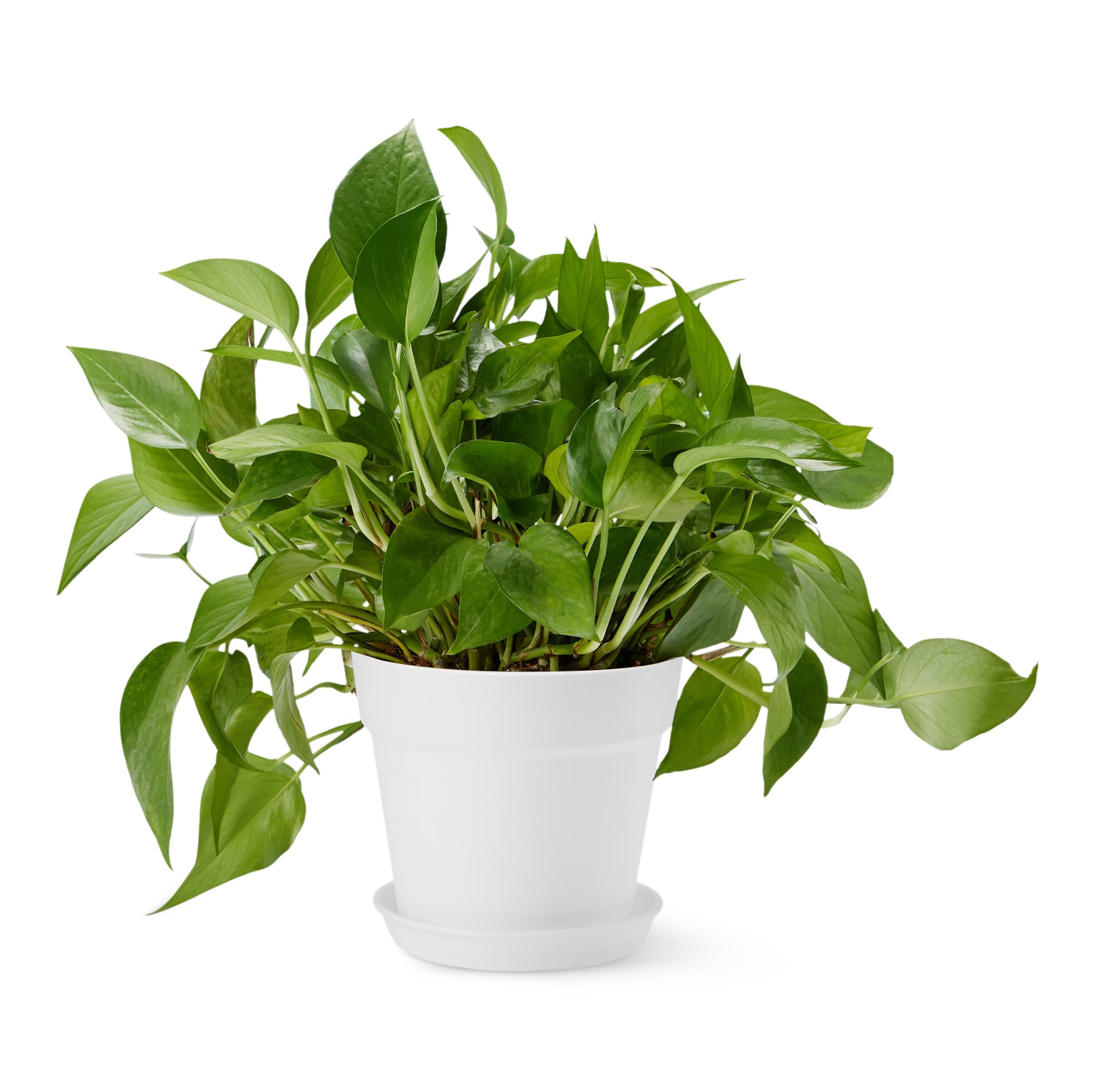 Amazon Basics plant pot with saucer 8-inch white, ideal for indoor or outdoor display.