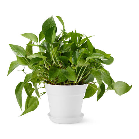 Amazon Basics plant pot with saucer 8-inch white, ideal for indoor or outdoor display.