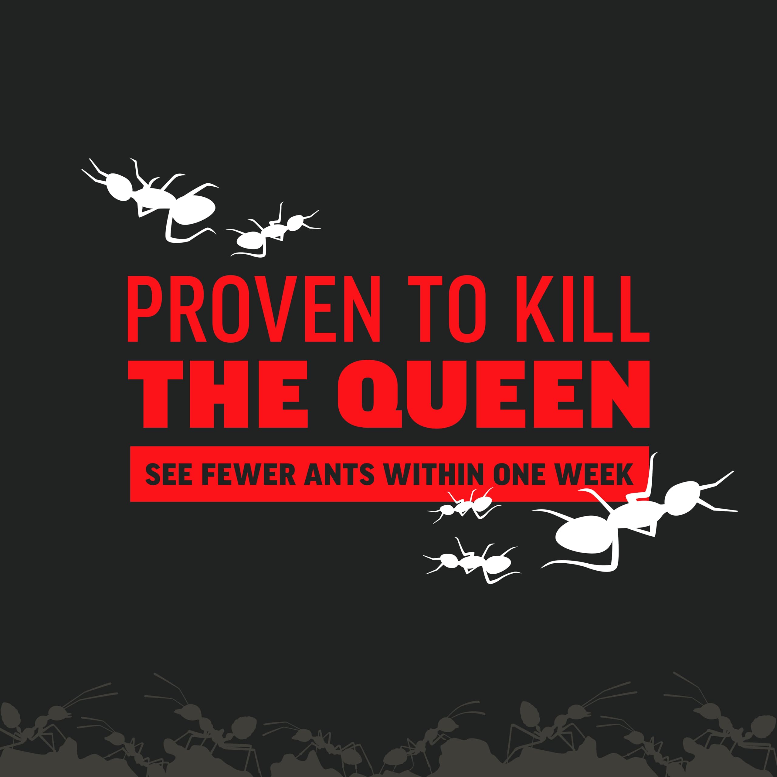 Active ants encounter bait, signaling the product’s attract-and-kill mechanism.