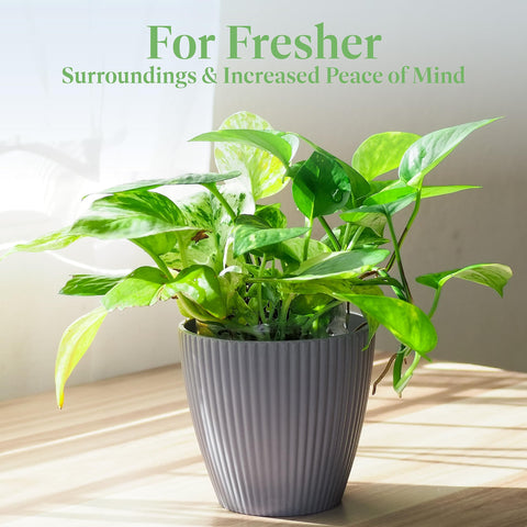Indoor air-friendly foliage from American Plant Exchange helps purify air.
