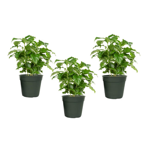 American Plant Exchange Arabica coffee plants in a 4-inch trio for a lush indoor display