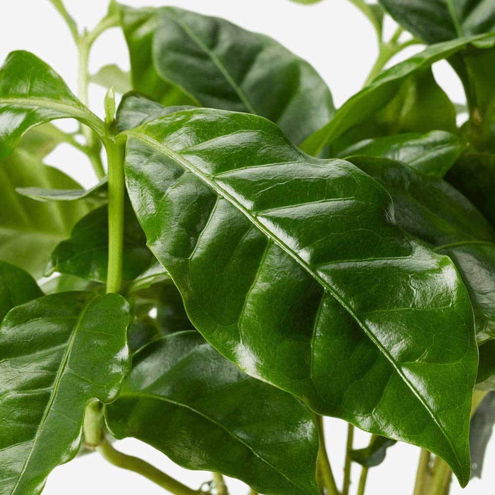 American Plant Exchange Arabica Coffee Plant air-purifying foliage for healthier spaces.