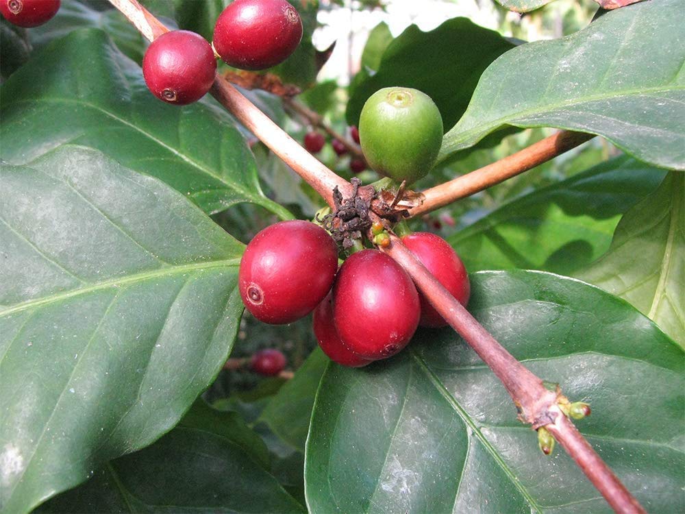 American Plant Exchange Arabica Coffee Plant fragrant white flowers may appear.