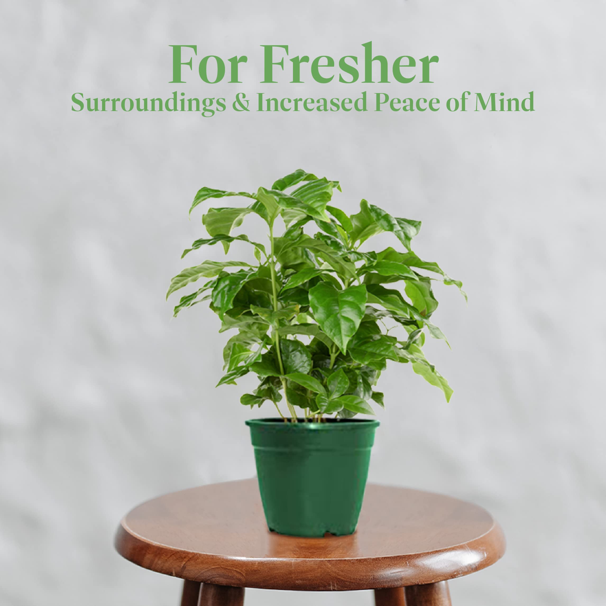 Gift-ready Arabica coffee plant trio from American Plant Exchange for coffee lovers