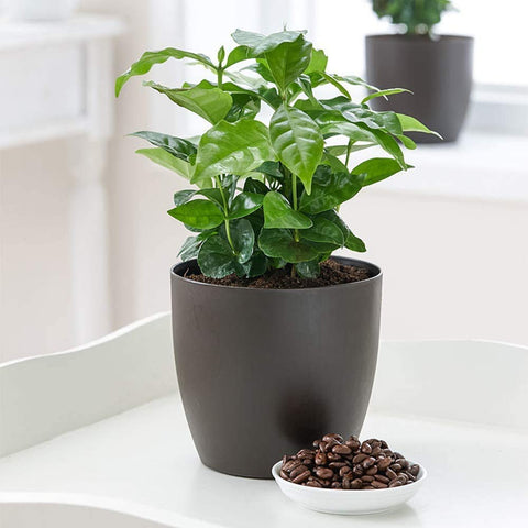 American Plant Exchange Arabica Coffee Plant glossy leaves close-up for interior appeal.