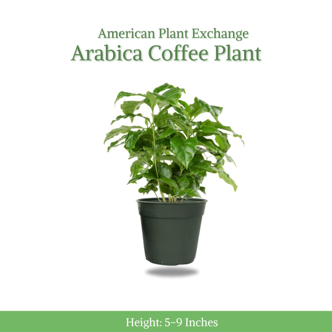 Arabica coffee plant on a sunlit window sill for bright indirect light