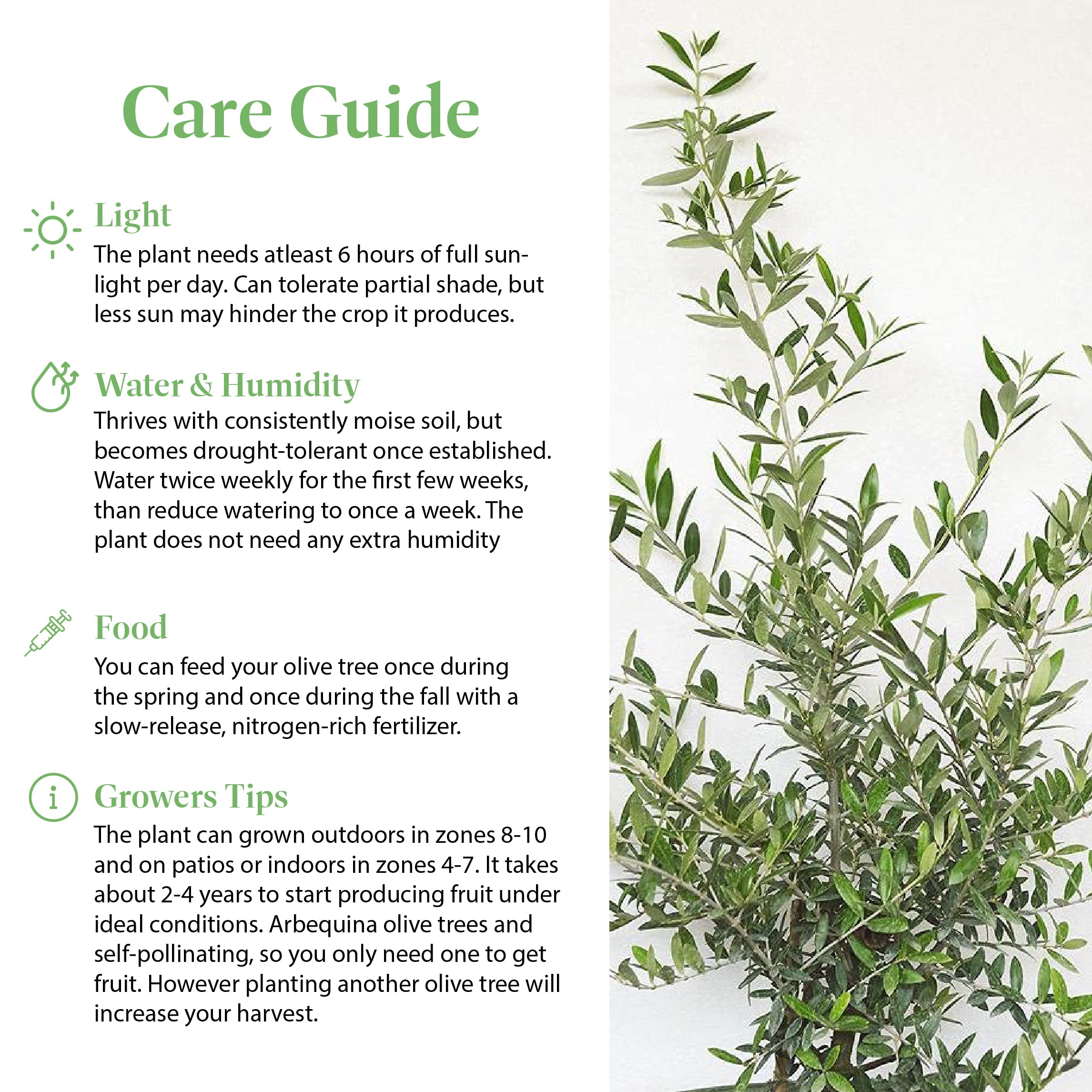 Well-drained soil supports easy container care for this olive tree.