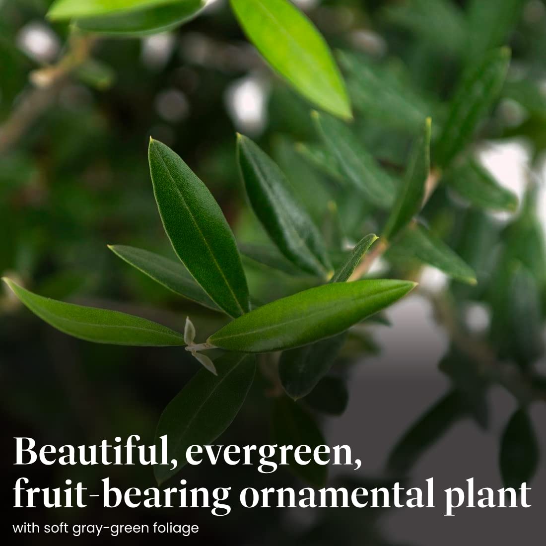 American Plant Exchange Arbequina olives on tree ready for harvest and culinary use.