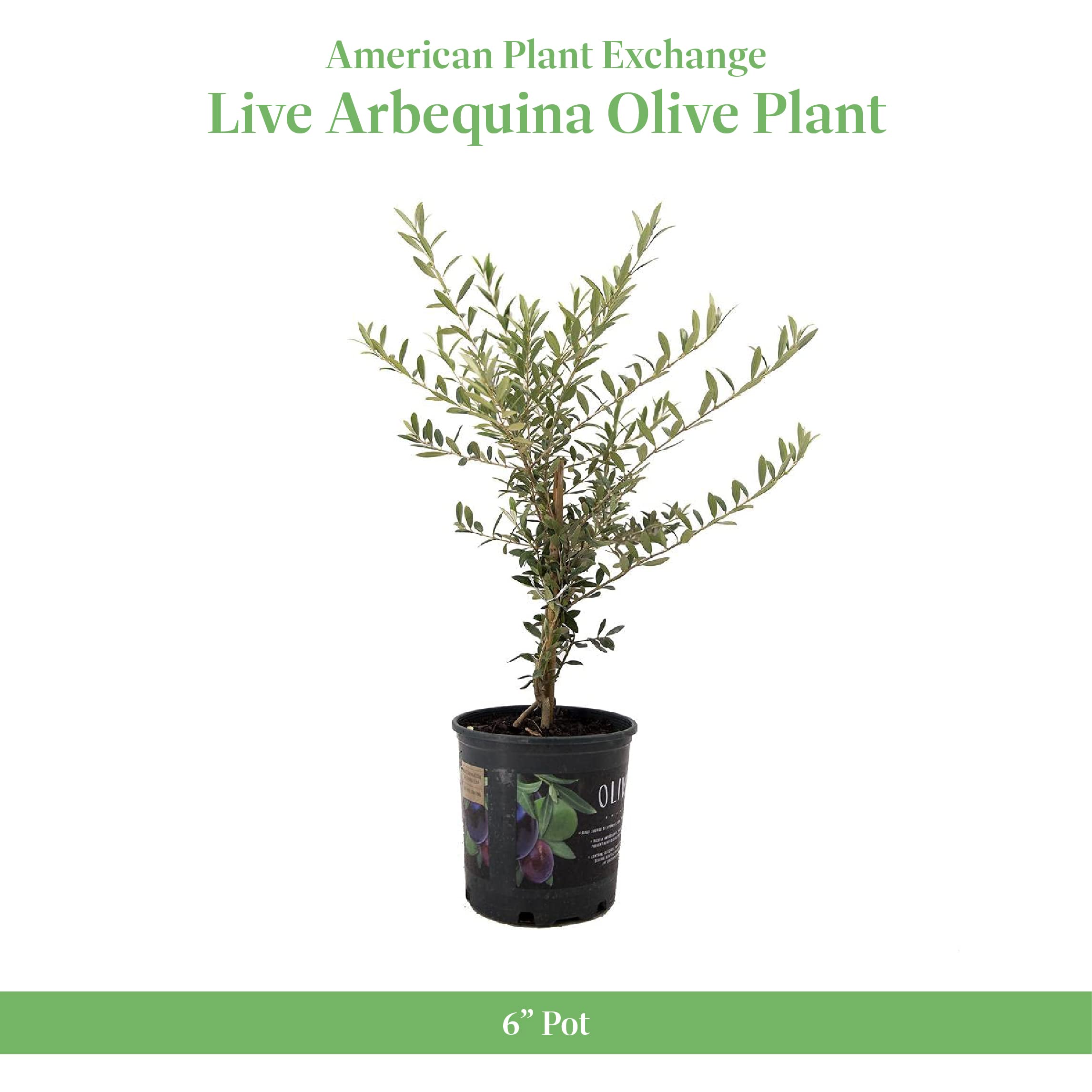 Arbequina olives on the tree hint at harvest-ready flavor for cooking.