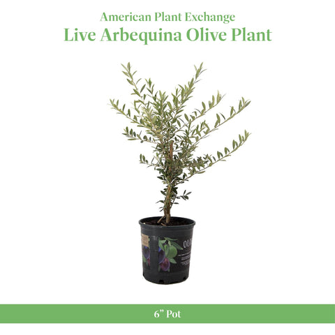 Arbequina olives on the tree hint at harvest-ready flavor for cooking.