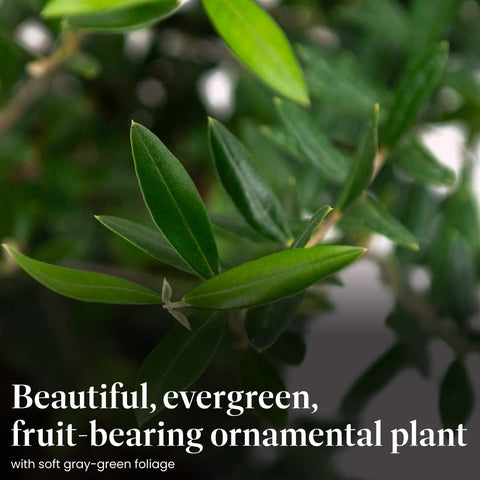 American Plant Exchange Arbequina olives on tree ready for harvest and culinary use.