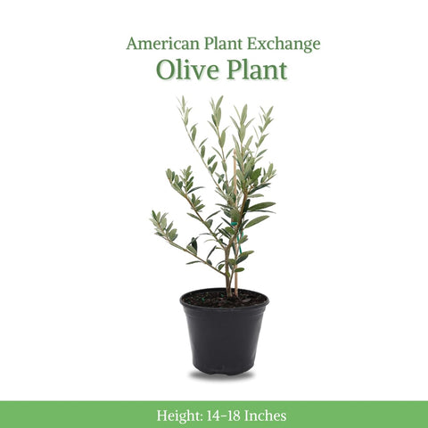 American Plant Exchange Arbequina Olive Tree shows a gnarled trunk for timeless garden character.