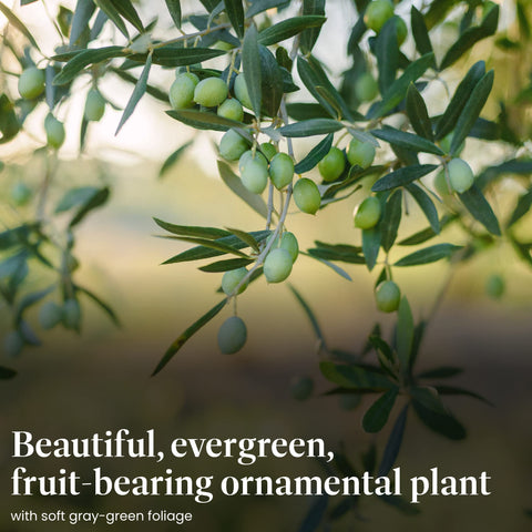 Arbequina olive tree in a 6-inch pot, ideal for balcony container gardening.