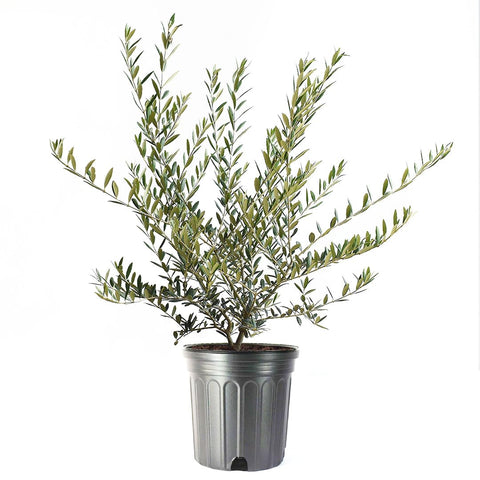 American Plant Exchange Arbequina olive tree leaves in silvery-green hue, decorative and drought-tolerant.