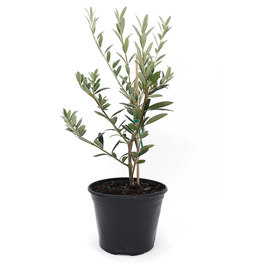 American Plant Exchange Arbequina Olive Tree with silver leaves for Mediterranean charm and resilience.
