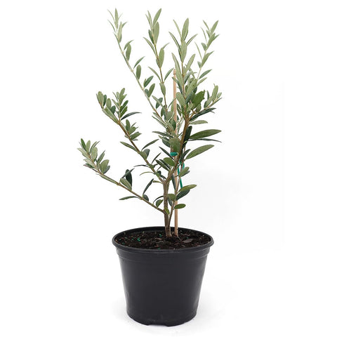 American Plant Exchange Arbequina Olive Tree with silver leaves for Mediterranean charm and resilience.
